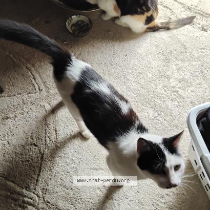 Photo 1/1 Moineau Chat lost in Dunet