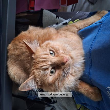 Photo 1/1 BALTHAZAR Chat lost in Sigoules