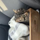 Picture of cat found at Cran Gevrier
