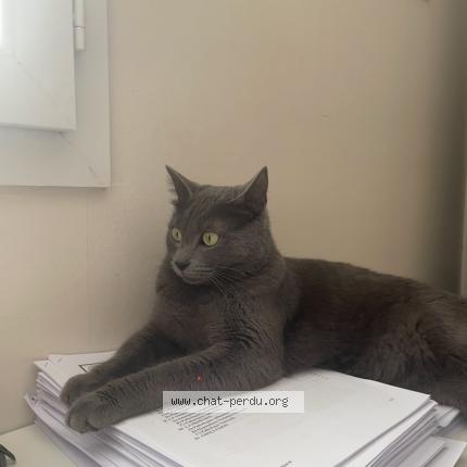 Photo 1/1 kirou Chat lost in Ambares