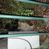 Picture of cat found at Nancy