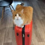 Picture of cat lost at Bourges