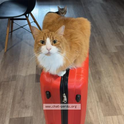 Photo 1/1 Simba Chat lost in Bourges