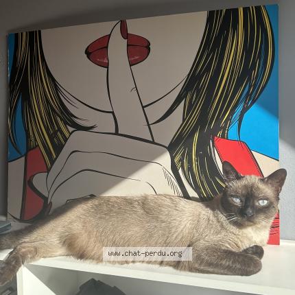 Foto 1/1 Kat teruggevonden Vermist in Saint Gilles