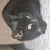 Picture of cat found at Mandeure