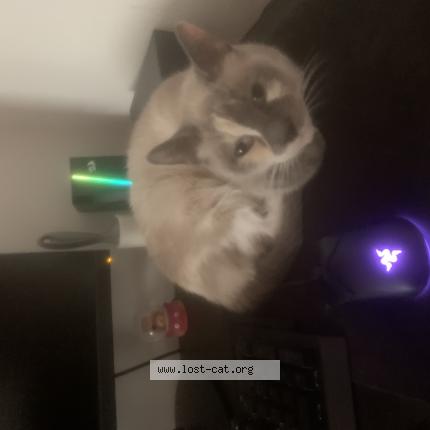 Photo 1/1 Snow Chat lost in Philadelphia