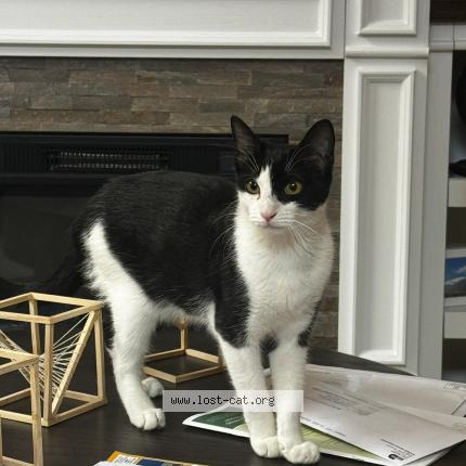 Photo 1/1 Valentina Chat lost in Doral