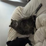 Picture of cat lost at Dallas