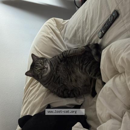 Photo 1/1 mr man Chat lost in Dallas