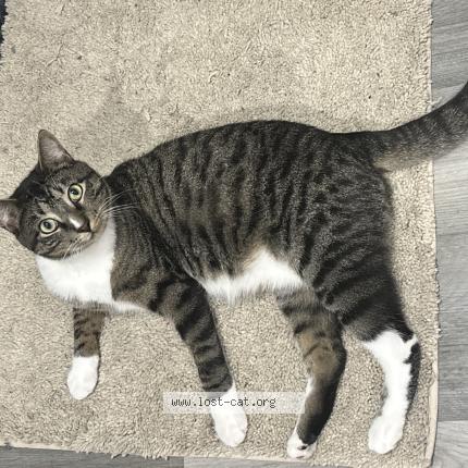 Photo 1/1 Mary Tator Chat lost in West hempstead