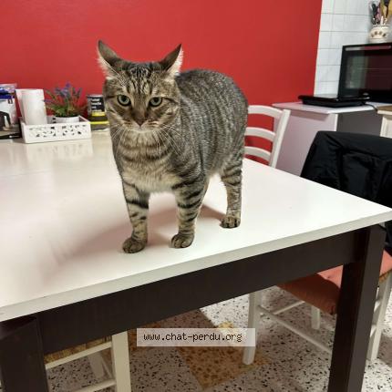 Photo 1/1 Blue Chat lost in Ouroux sur saone