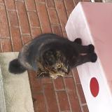 Picture of cat found at Villemur Sur Tarn