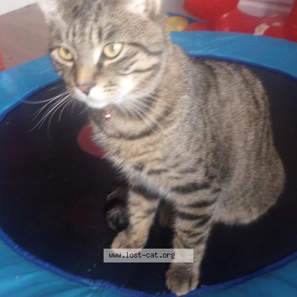 Photo 1/1 Onyx Chat lost in Winnipeg