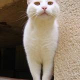 Picture of cat lost at Orban