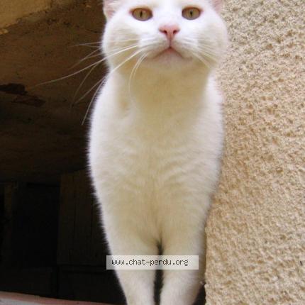 Photo 1/1 Cooky Chat lost in Orban