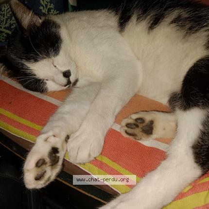 Photo 1/1 Sid Chat lost in Ploermel