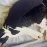 Picture of cat lost at Hermies