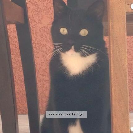 Photo 1/1 Figaro Chat lost in Gaillac