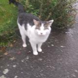 Picture of cat found at Lanester