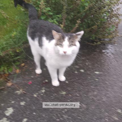 Photo 1/1 Found cat Found in Lanester