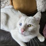 Picture of cat lost at Auneau