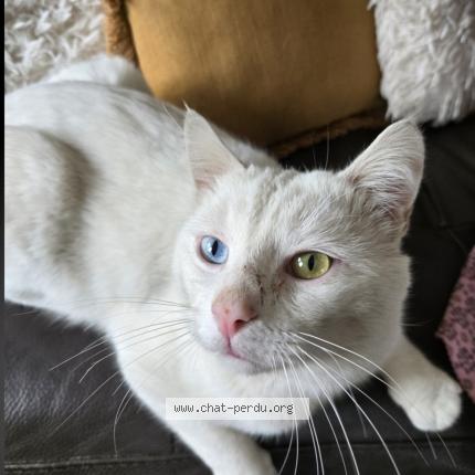 Photo 1/1 Snow Chat lost in Auneau