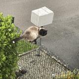 Picture of cat found at Dirinon