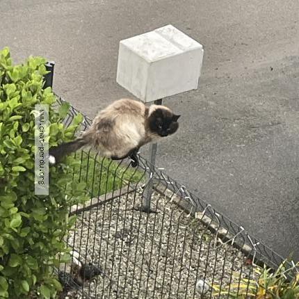 Photo 1/1 Found cat Found in Dirinon