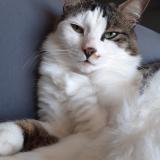 Picture of cat lost at Champagne