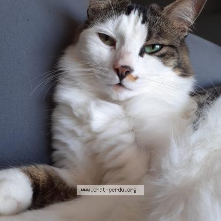 Photo 1/1 Plume Chat lost in Champagne