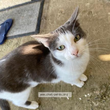 Photo 1/1 Milka Chat lost in Champagne