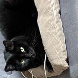 Picture of cat lost at Caen