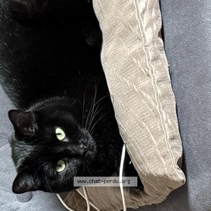 Photo 1/1 Jane Chat lost in Caen