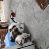 Picture of cat found at Beaune La Rolande