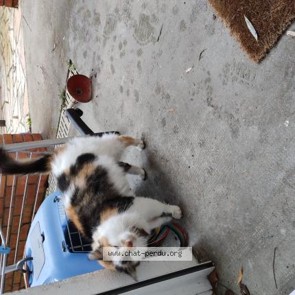 Photo 1/1 Found cat Found in Beaune la rolande