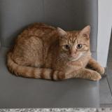 Picture of cat lost at Marcinelle