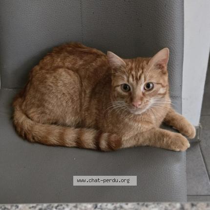 Photo 1/1 Eliot Chat lost in Marcinelle