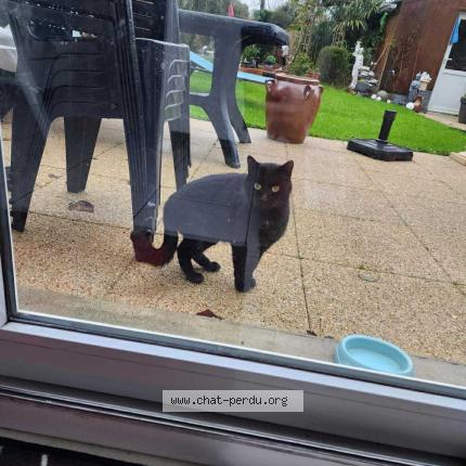 Photo 1/1 Miccio Chat lost in Quimper