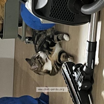 Photo 1/1 tom Chat lost in Saint malo