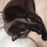 Picture of cat lost at Foix