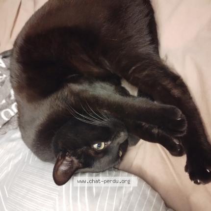 Photo 1/1 Pitô Chat lost in Foix