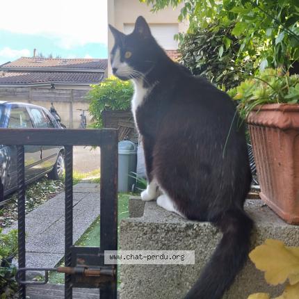 Photo 1/1 Gaspard Chat lost in Talence