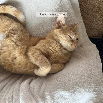 Photo 1/1 Oscars Chat lost in Fouesnant