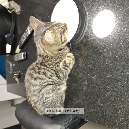 Photo 1/1 Aldo Chat lost in Boisseron