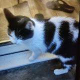 Picture of cat found at Tours