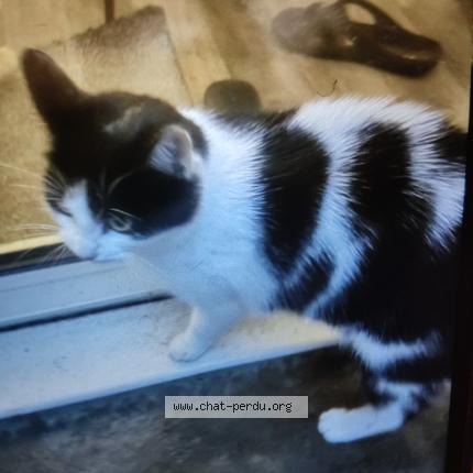 Photo 1/1 Found cat Found in Tours