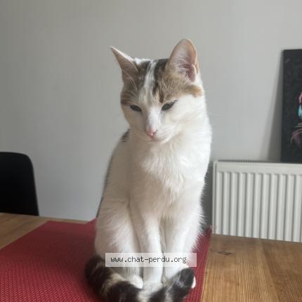 Photo 1/1 Zana Chat lost in Nantes