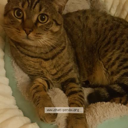 Photo 1/1 Sariaa Chat lost in Chambly