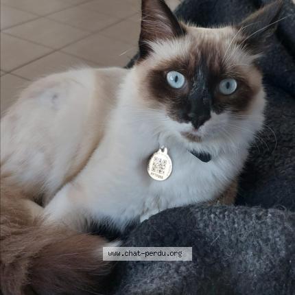 Photo 1/1 Coco Chat lost in Roaillan