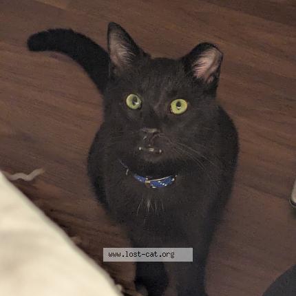 Photo 1/1 Onyx Chat lost in Jefferson